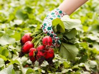 зачем завязывают листья капусты брокколи. Смотреть фото зачем завязывают листья капусты брокколи. Смотреть картинку зачем завязывают листья капусты брокколи. Картинка про зачем завязывают листья капусты брокколи. Фото зачем завязывают листья капусты брокколи