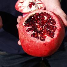 Is there a seedless pomegranate?