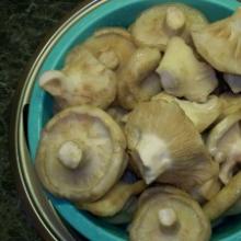 To pickle boletus mushrooms for winter, we select the following ingredients:
